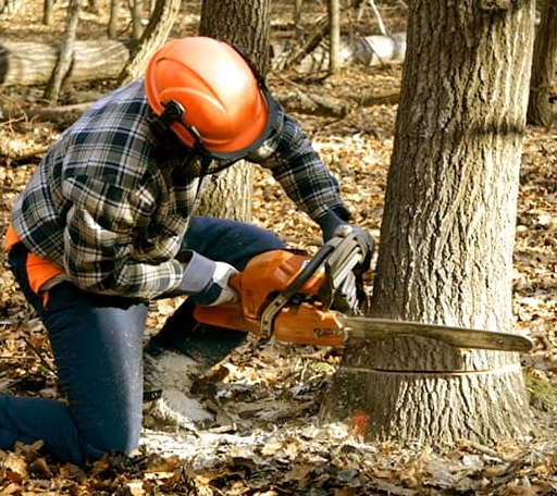Tree Removal in Hamilton, VA